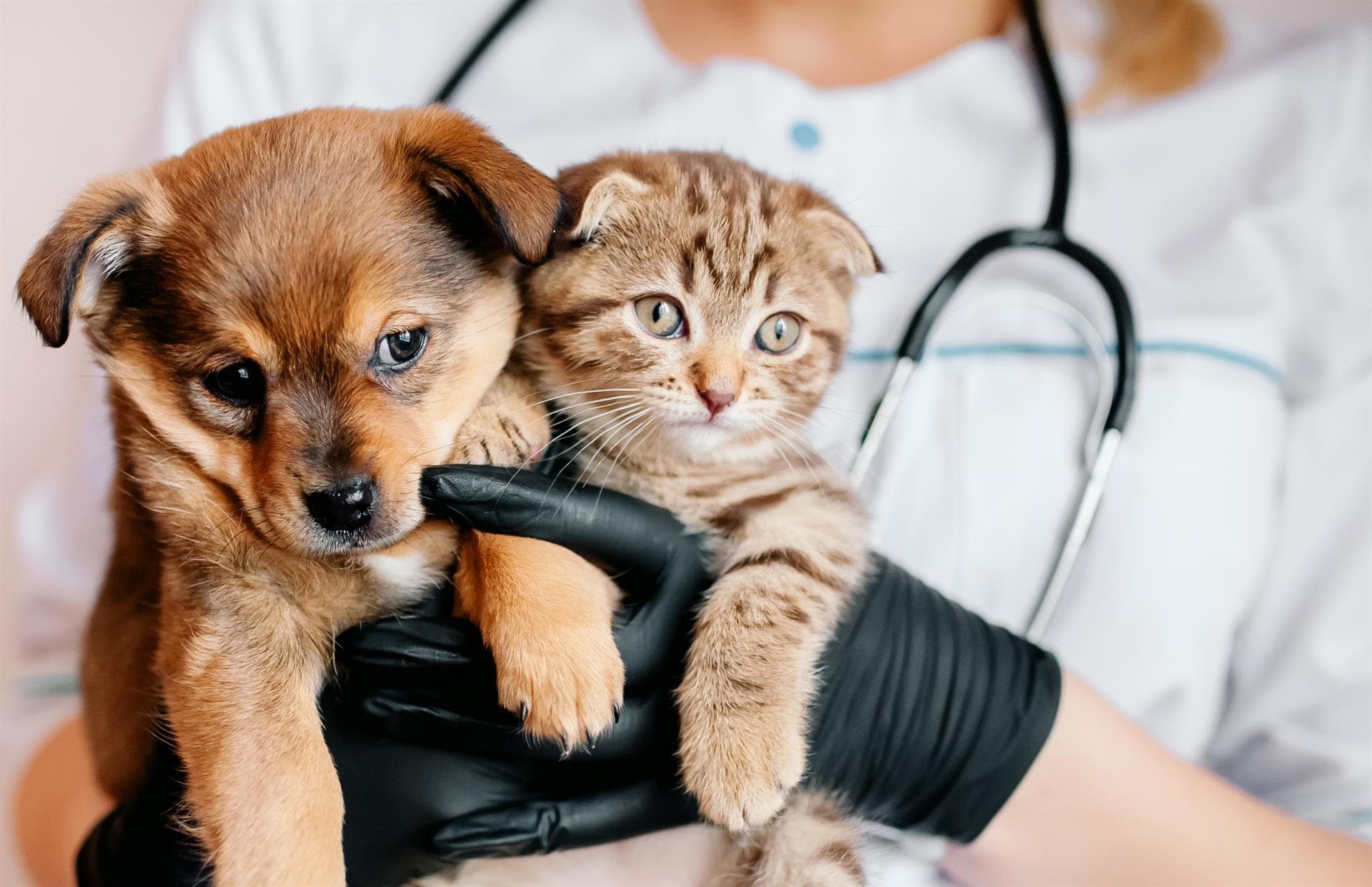   Los veterinarios de Doggycan siempre a tu disposición